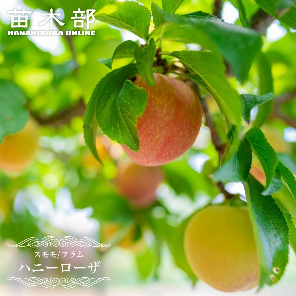 すもも 苗木 【ハニーローザ】 2年生接木苗