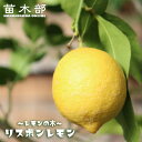 寒さに強いレモンの木 【リスボンレモン】 2年生 接木 苗木