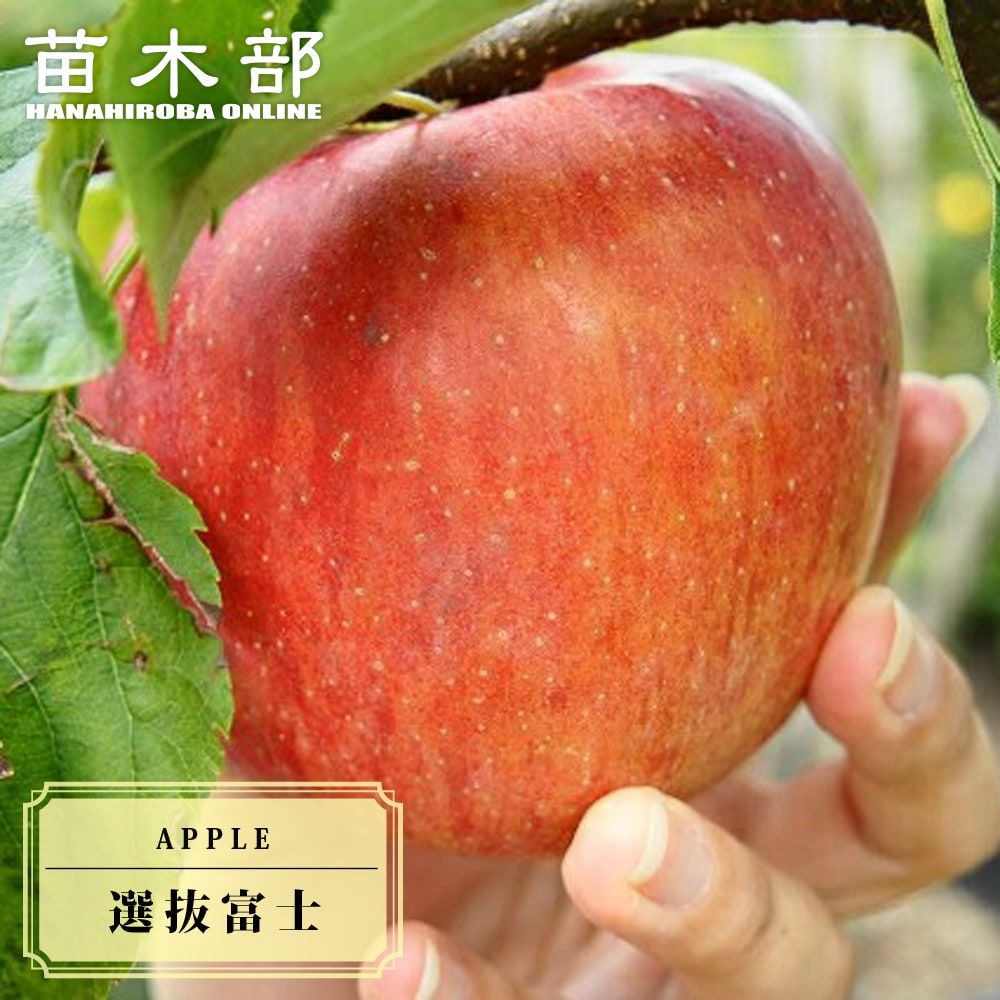 りんご苗木 【選抜富士】 2年生接木苗 ロングスリット鉢植え ■限定販売■木 【予約販売】11月下旬頃入荷予定