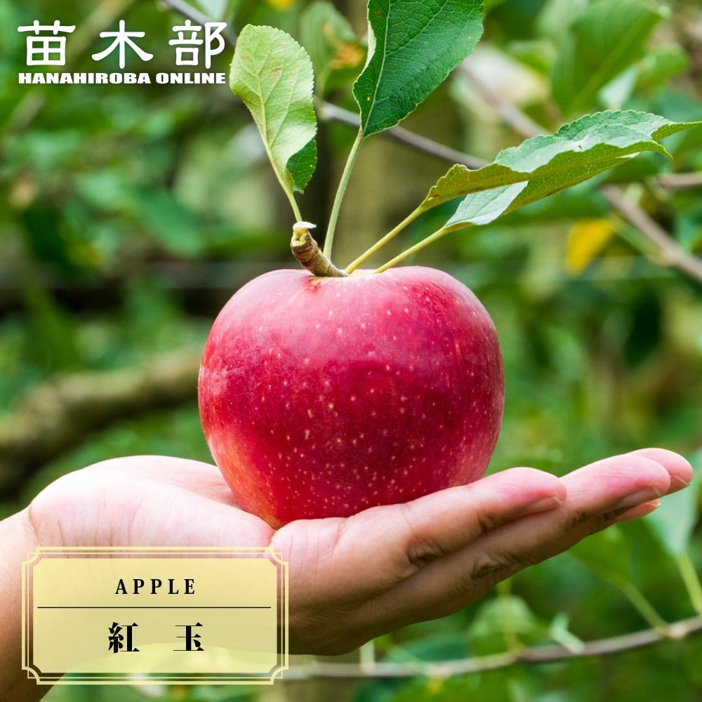 りんご苗木 【紅玉】 1年生接木苗 単品 or 受粉樹セット