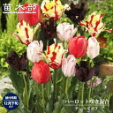 チューリップ 【パーロット咲き混合】 球根 (5球入り) (植え付け時期12月下旬まで) 【予約販売】10月中旬頃入荷予定