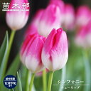 9月3日20時からのセール対象商品 【シンフォニー】 チューリップ 球根 (3球入り) (植え付け時期12月下旬まで) 【予約販売】10月中旬頃入荷予定