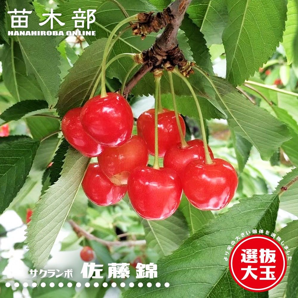 さくらんぼの木 【選抜大玉佐藤錦】 2年生接木苗 ロングスリット 鉢植え ■限定販売■ 【予約販売】11月下旬頃入荷予定