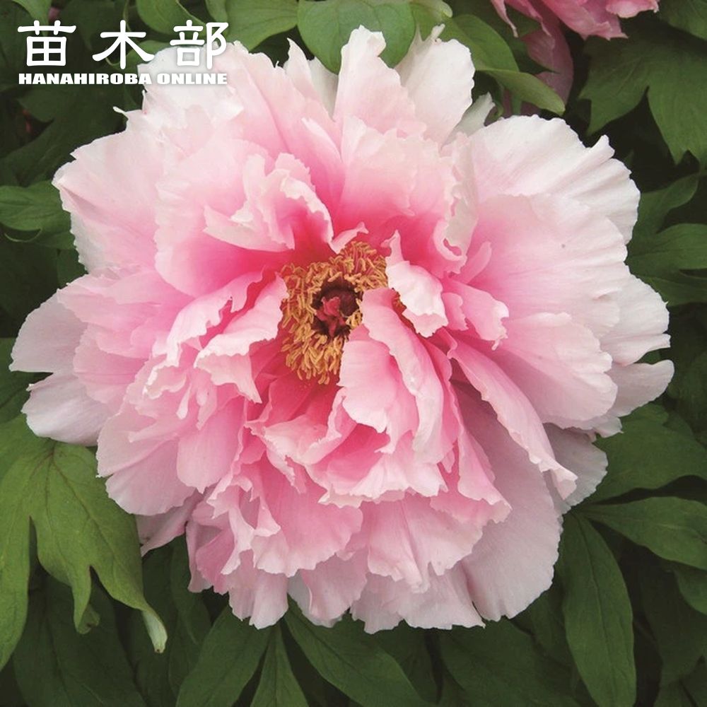 【聖代】 (桃色) 牡丹 2年生 6号スリット鉢植え