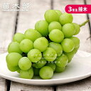 【シャインマスカット】 ぶどう 3年生接木大苗 1.1m苗 ウィルスフリー 登録品種・品種登録 【予約販売】10~11月頃入荷予定