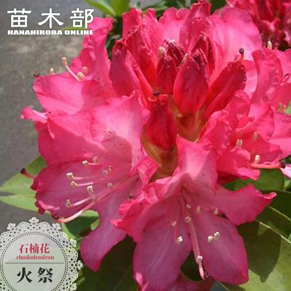 楽天スーパーセール対象商品 西洋シャクナゲ 【火祭】 5号鉢植え