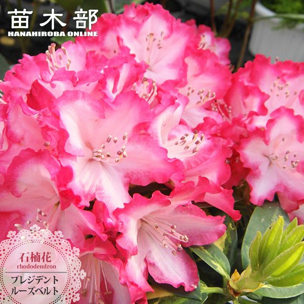 12月3日20時からのセール対象商品 西洋シャクナゲ 【プレジデントルーズベルト】 5号鉢植え