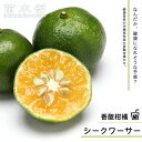 【シークワーサー】 3年生接木大苗 【産地で剪定済 1.0m苗】