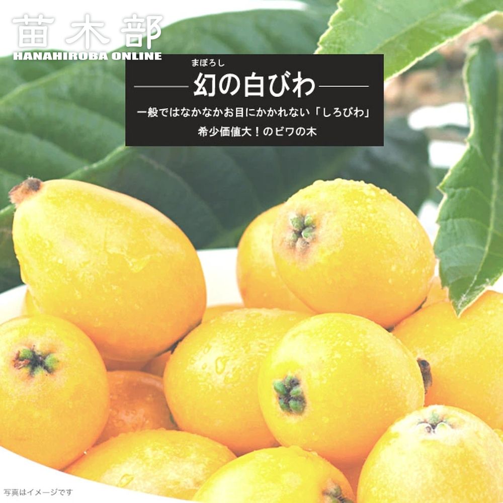 びわ 苗木 【白枇杷】 1年生接木苗