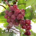 【秋鈴】 ぶどう 1年生接木苗 ウィルスフリー 登録品種・種苗登録 【予約販売】12月~翌年1月頃入荷予定