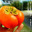 柿の苗木 【早秋柿】 完全甘柿 2年生接木苗 スリット鉢植え ■限定販売■ 登録品種・品種登録 【予約販売】10~11月頃入荷予定