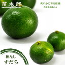 【種なしすだち】 2年生接木苗 【予約販売】11~12月頃入荷予定