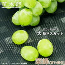 【翠峰】 ぶどう 1年生接木苗 ウィルスフリー 登録品種・品種登録