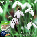 【スノードロップ】 球根 (10球入) 新潟県産 (植え付け時期12月下旬まで) 【予約販売】9月下旬以降入荷予定