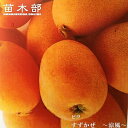 びわ 苗木 【涼風 (りょうふう すずかぜ)】 1年生接木苗 【予約販売】11~12月頃入荷予定