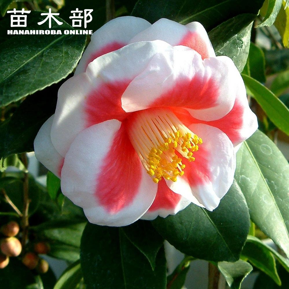 椿 苗 【友の浦】 白鉢植え 開花 2～4月