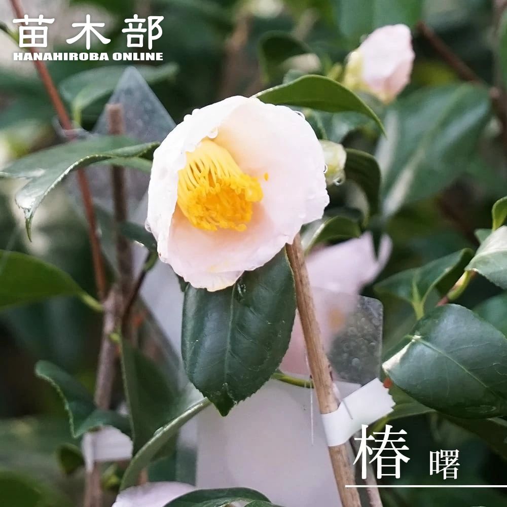 椿 苗 【曙 （あけぼの）】 接木 白鉢植え 開花 12～3月