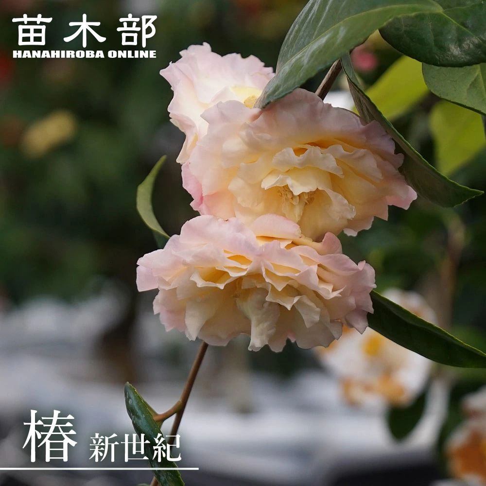 椿 苗 【新世紀】 接木 白鉢植え 開花 2～4月頃