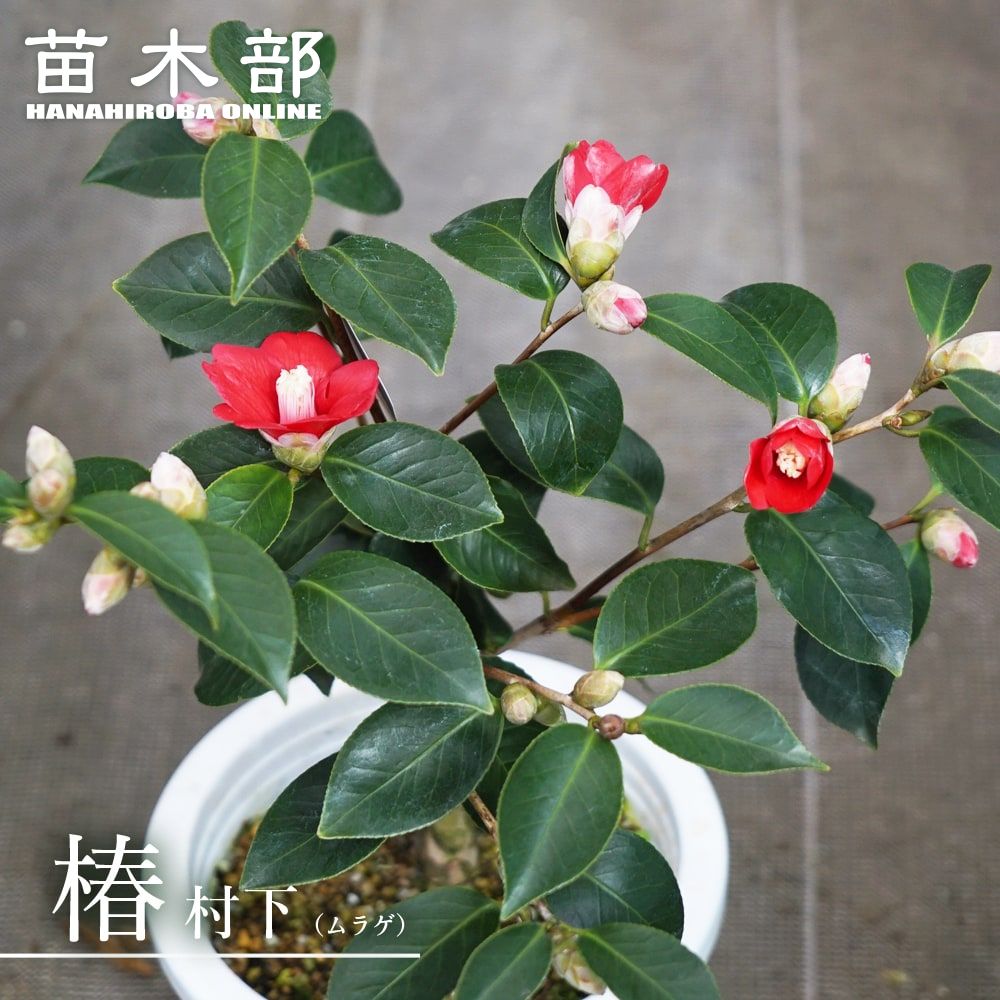 椿 苗 【村下 （ムラゲ）】 接木 白鉢植え 開花 1～3月頃