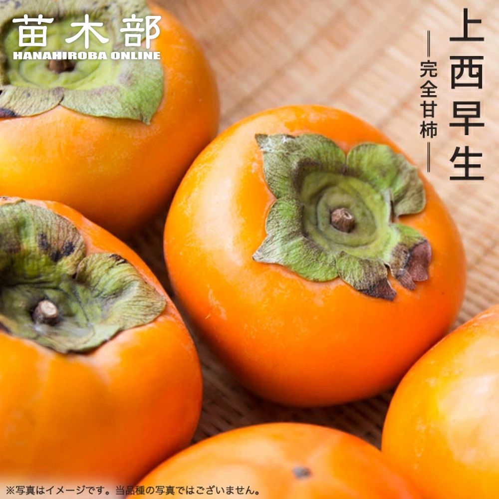 柿の苗木 【上西早生】 完全甘柿 1年生接木苗のサムネイル