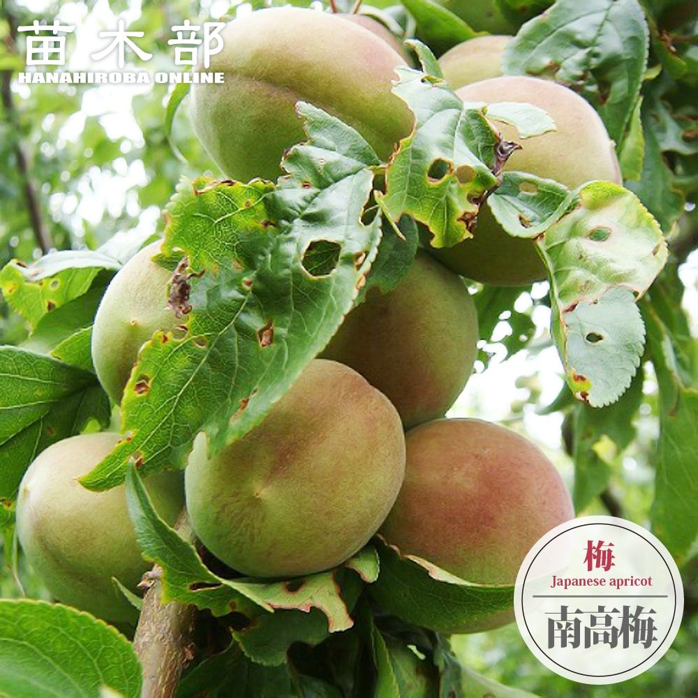 梅の苗木 【南高梅】 実梅 うめ 2年生接木苗 スリット鉢植え ■限定販売■