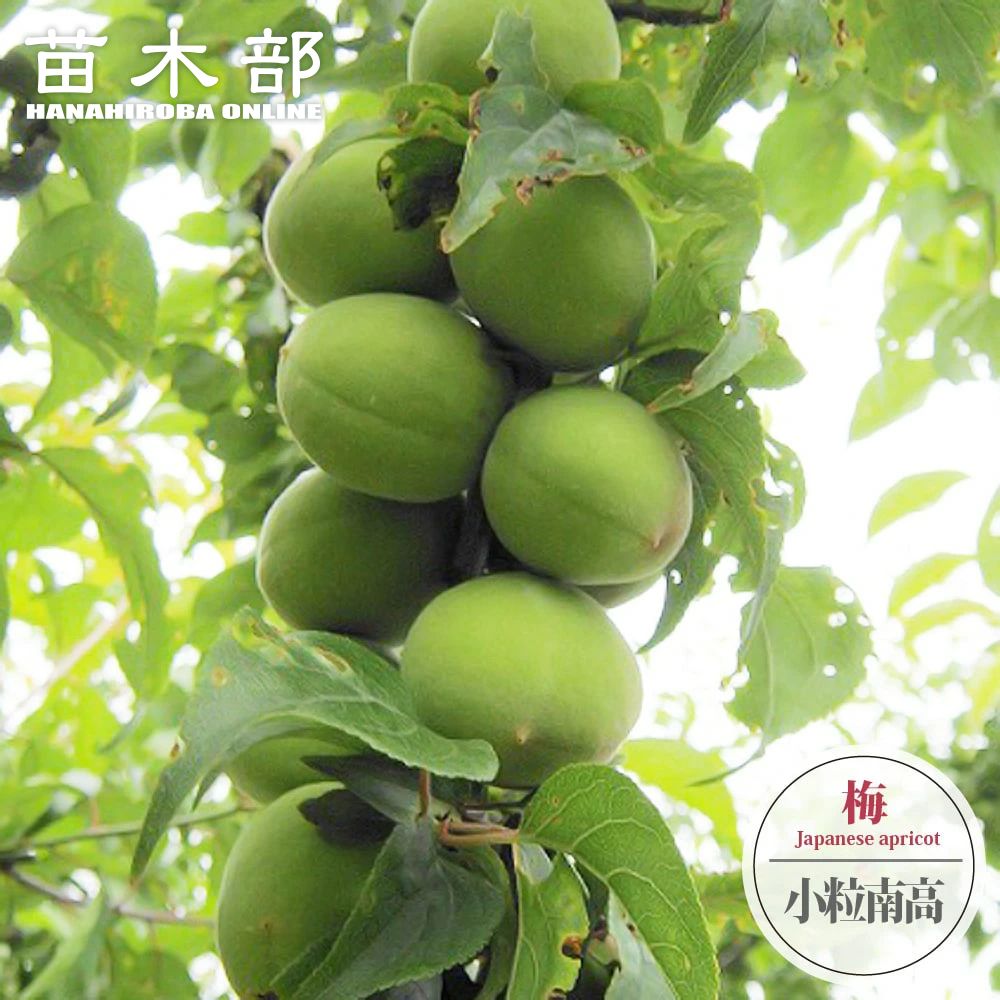 梅の苗木 【小粒南高】 実梅 うめ 2年生接木苗 スリット鉢植え ■限定販売■