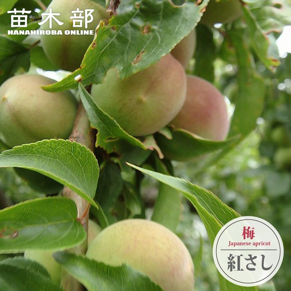 梅の苗木 【紅映 （紅さし、べにさし）】 実梅 うめ 1年生接木苗