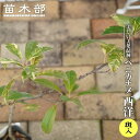 ベニカナメ 西洋 斑入 3.5号ポット苗 【ハナヒロバリュー】