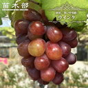 【ウインク】 ぶどう 1年生挿し木苗 【予約販売】11〜12月頃入荷予定