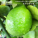 トゲなしレモン 【ビアフランカ】 2年生 接木 苗木