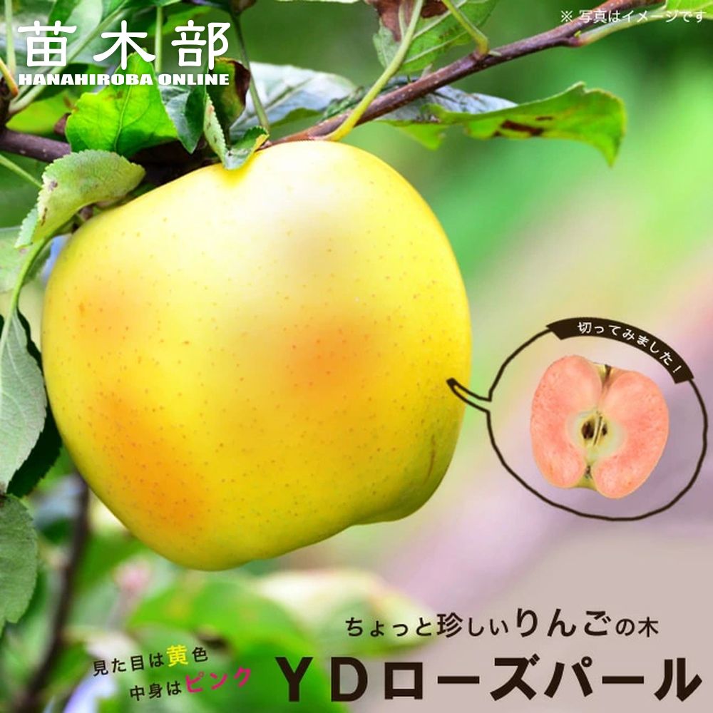 りんご苗木 【ローズパール】 2年生接木苗 スリット鉢植え ■限定販売■