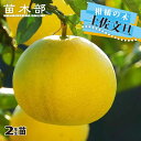 【土佐文旦】 2年生接木苗木
