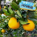 【河内晩柑】 2年生接木苗