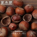 【ハレシェリーゼン】 ヘーゼルナッツ 2年生挿木苗 ロングスリット鉢