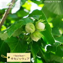 9月3日20時からのセール対象商品 【サカジャウェア】ヘーゼルナッツ 3年生 挿し木大苗