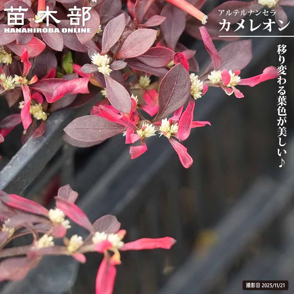 アルテルナンセラ 【カメレオン】 3号ポット苗