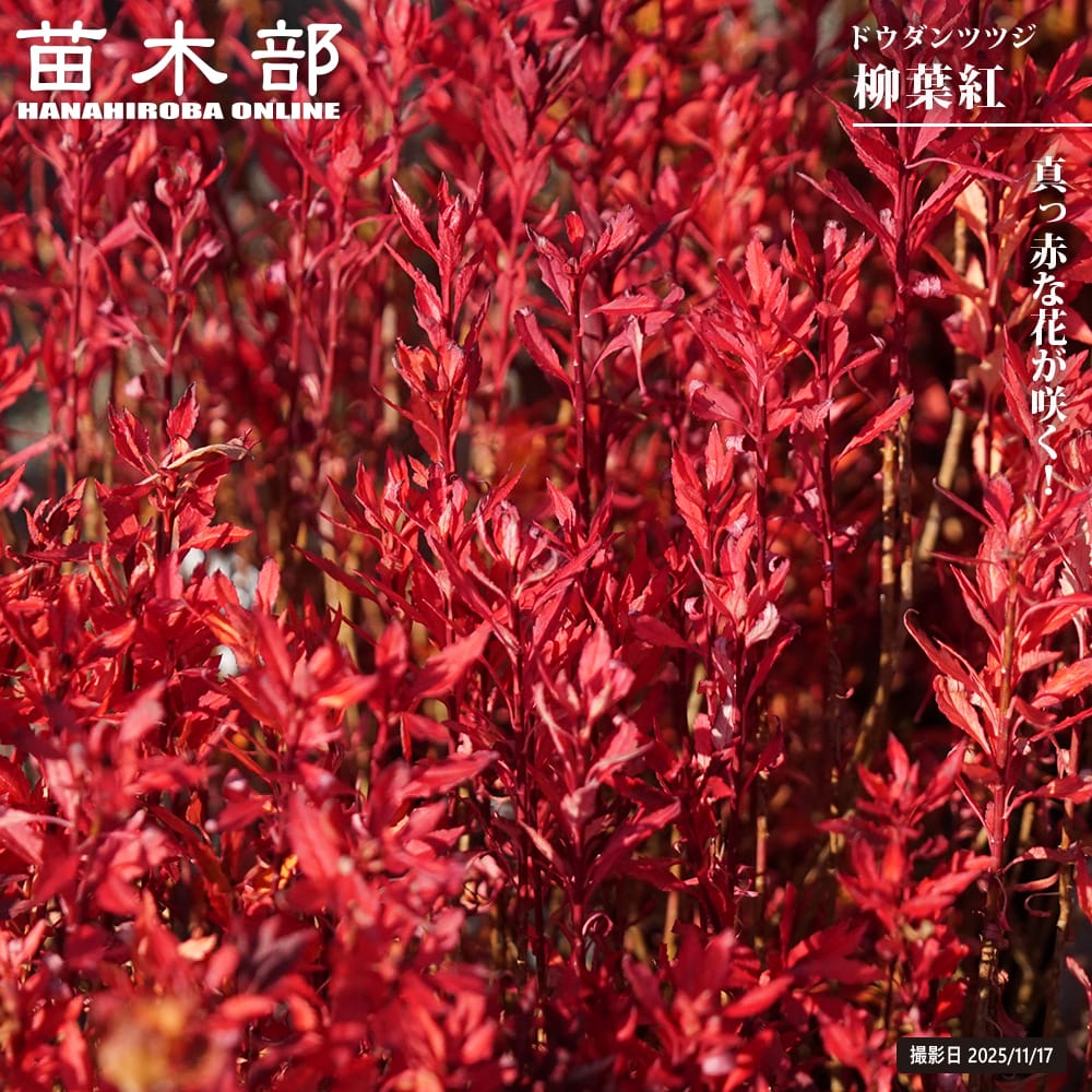 ドウダンツツジ 【柳葉紅】 3号ポット苗