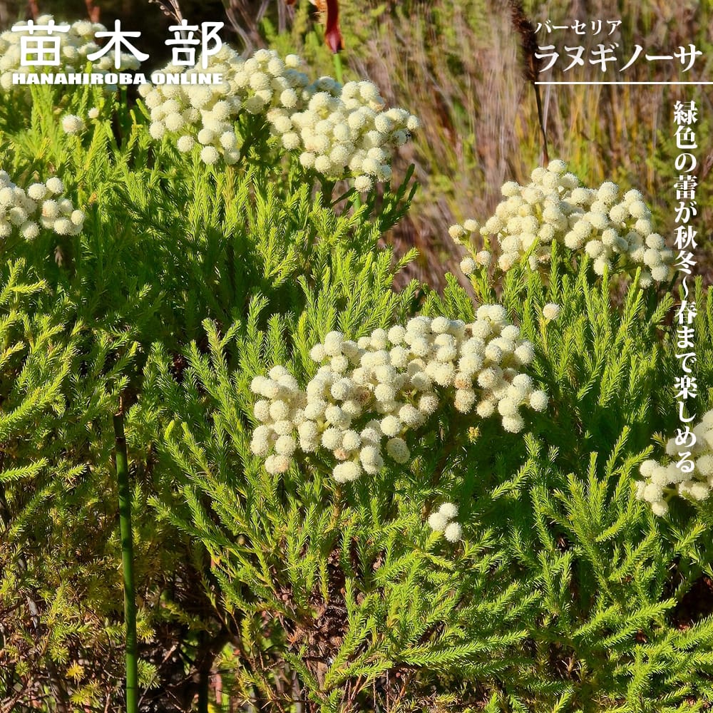 バーゼリア 【ラヌギノーサ】 3.5号ポット苗