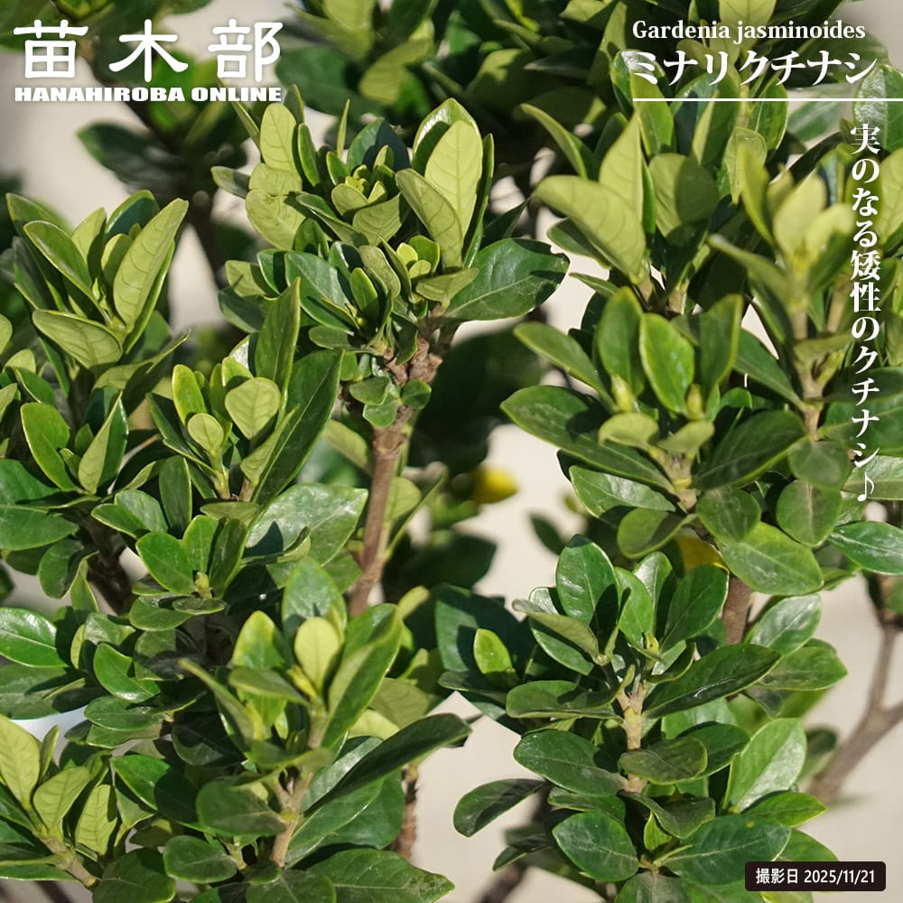 ミナリクチナシ （マルバクチナシ） 一重クチナシ 5号ポット苗