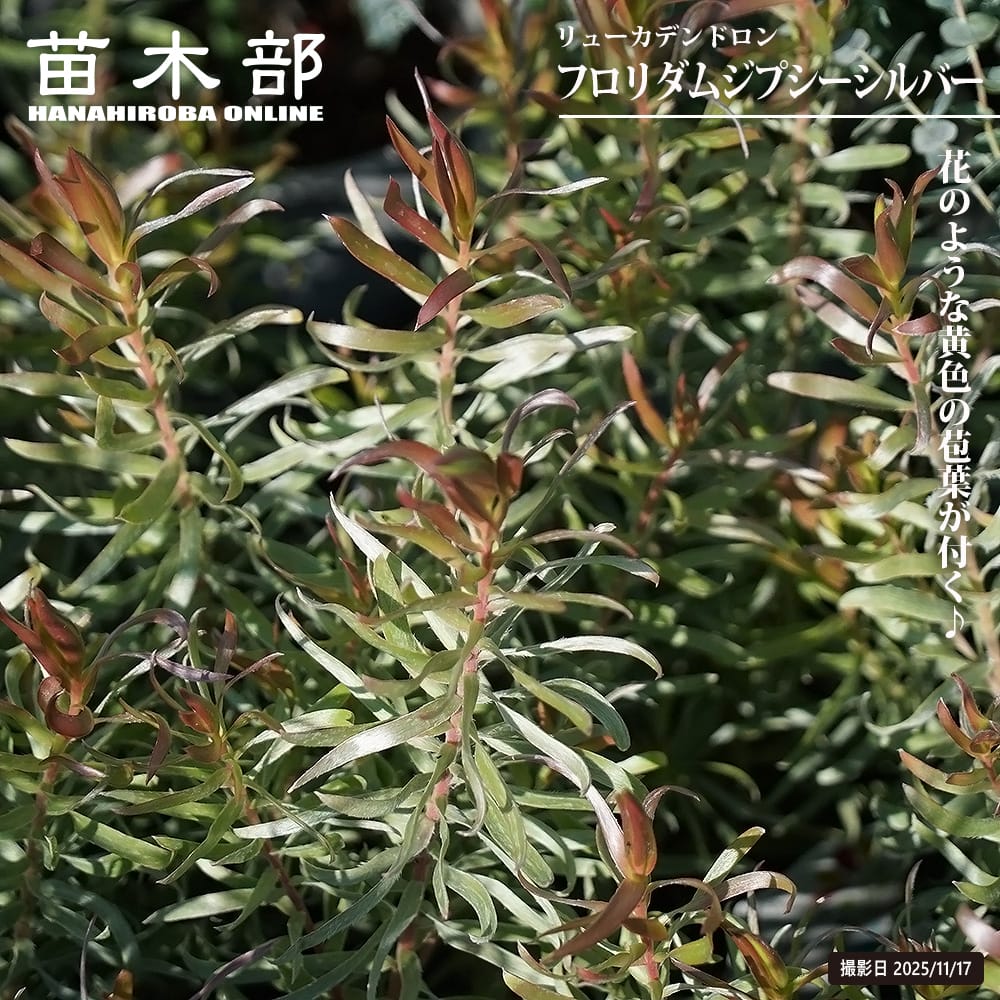 リューカデンドロン 【フロリダムジプシーシルバー】 3号ポット苗
