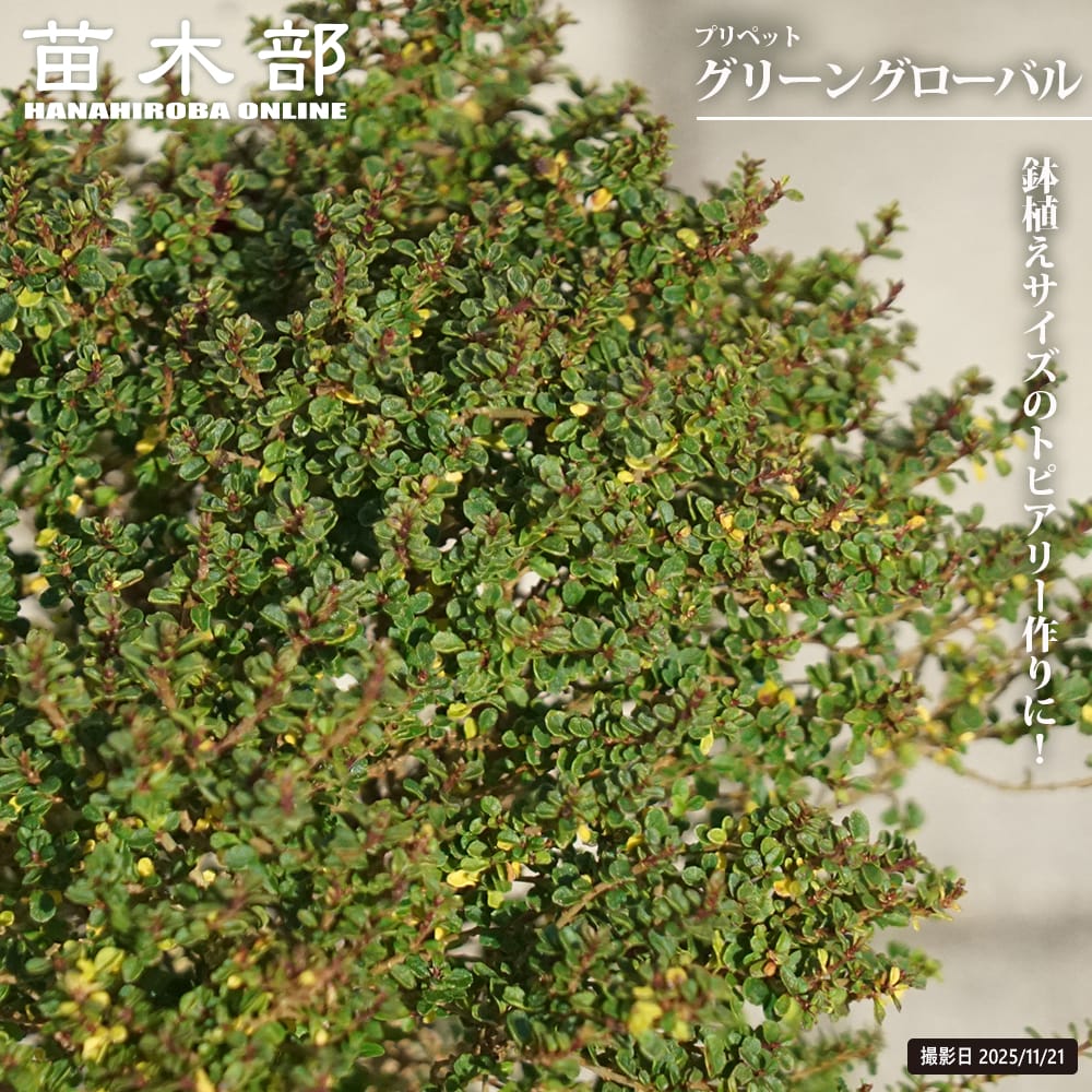 プリペット 【グリーングローバル】 5号ポット苗