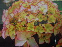 テマリ咲き紅色覆輪花♪西洋アジサイ“サブリナ”4号ポット苗