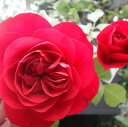 【バラ苗】 ルージュピエールドゥロンサール 大苗 つるバラ 【京成バラ】 四季咲き 赤色 強香