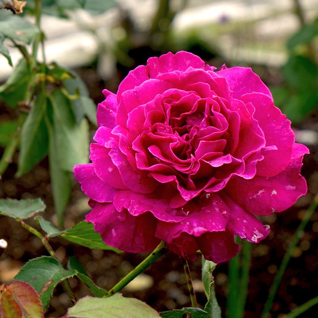 【バラ苗】 ヴァグレット 大苗 木立バラ 【河本バラ園】 四季咲き 強香 紫色 バラ 苗 薔薇...