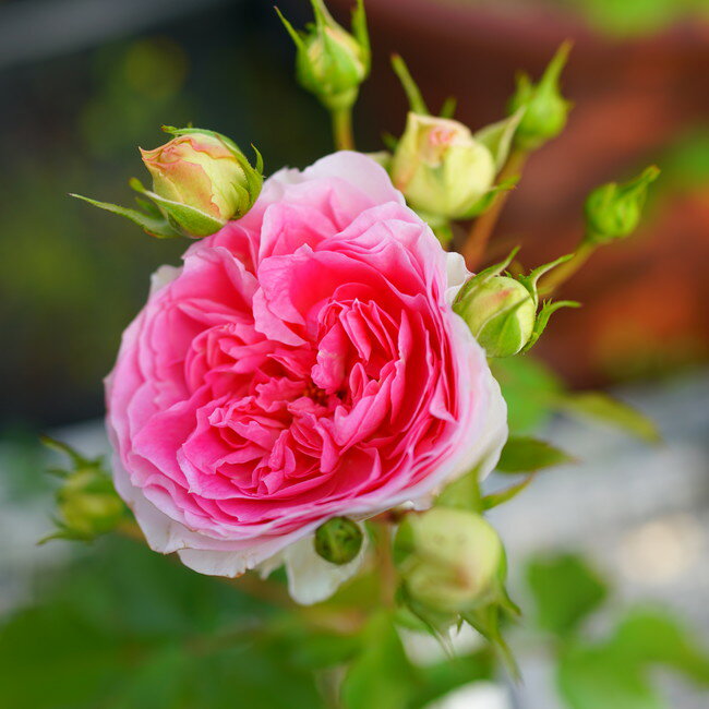 四季咲き半つるバラ 【アミ ロマンティカ】 2年生大苗