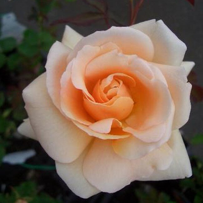 【バラ苗】 アプリコットネクター 国産苗 大苗 6号ポット 四季咲き アンズ色 強香 強健 バ...