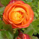 【バラ苗】 ベビーロマンティカ 大苗 木立バラ 【京成バラ】 四季咲き オレンジ色 バラ 苗 薔薇 【予約販売・2017年12月中旬から翌年1月中旬頃に順次発送予定】