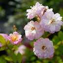 四季咲きつるバラ 【ブリーズパルファン】 3年生特大苗