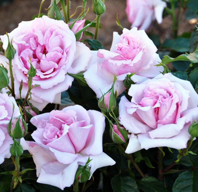 【バラ苗】 アベイドゥヴァルサント 大苗 ドリュ フレンチローズ Dor 四季咲き ピンク 強...