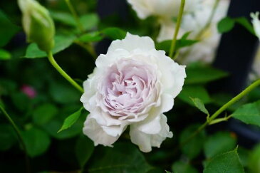 【バラ苗】 ガブリエル 大苗 木立バラ 【河本バラ園】 四季咲き 白色 強香 バラ 苗 薔薇 バラ苗木